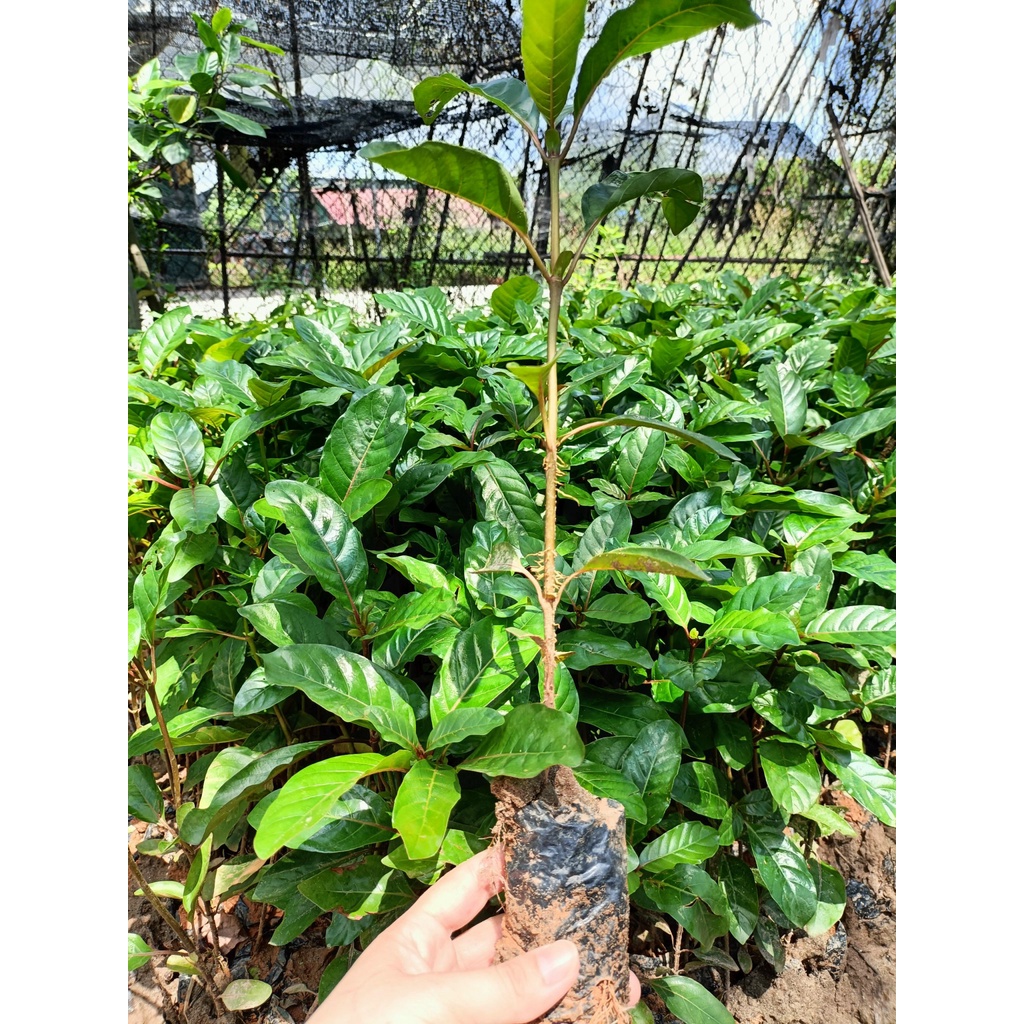 Cây giống gáo vàng