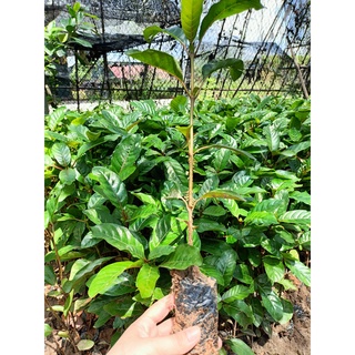 Cây giống gáo vàng