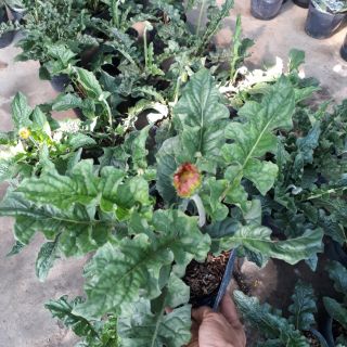 Cây 🌲 Đồng Tiên lùn ( đang hoa)