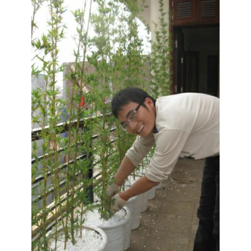 Trúc quân tử 1 bụi ba cây
