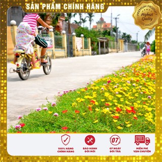 Combo 5 gói hạt giống hoa mười giờ mỹ lucky seeds tặng 1 phân bón