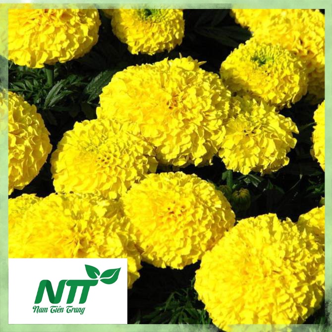Hạt giống cúc Vạn thọ Thái lùn Vàng chanh - Vàng cam