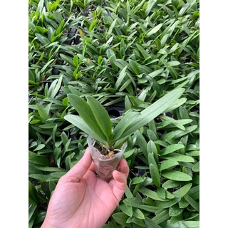lan hồ điệp màu blue