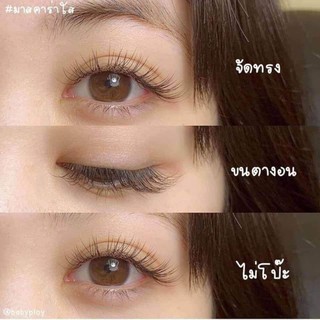 Lăn kích mọc mi Thái Lan