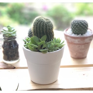 Xương rồng Bóng vàng, size 10-15cm - Kaktus Garden