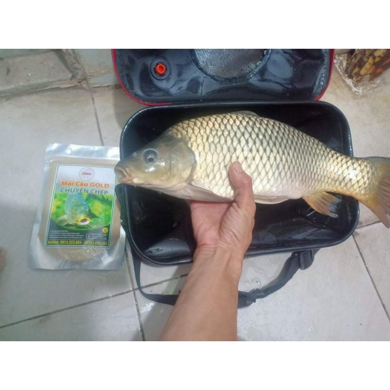 Mồi câu cá chép siêu nhạy ngũ côc