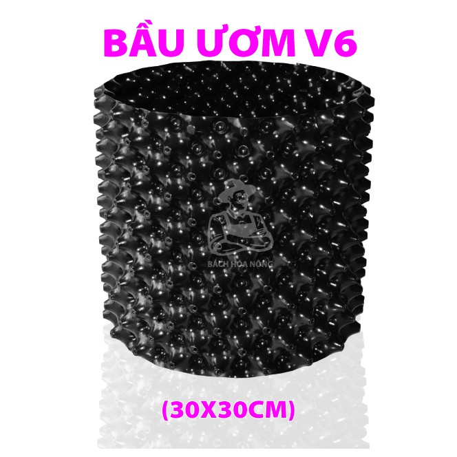 CHẬU V6 ( BẦU ƯƠM V6 + ĐẾ G7)