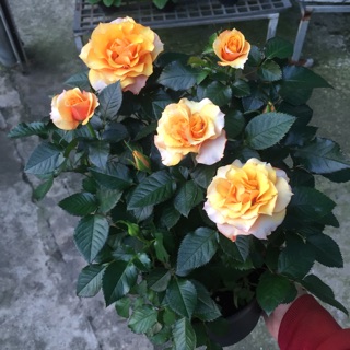 Hồng siêu bông Pháp - màu cam