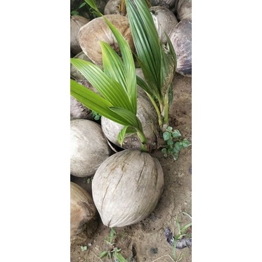 Cây dừa ta 22k