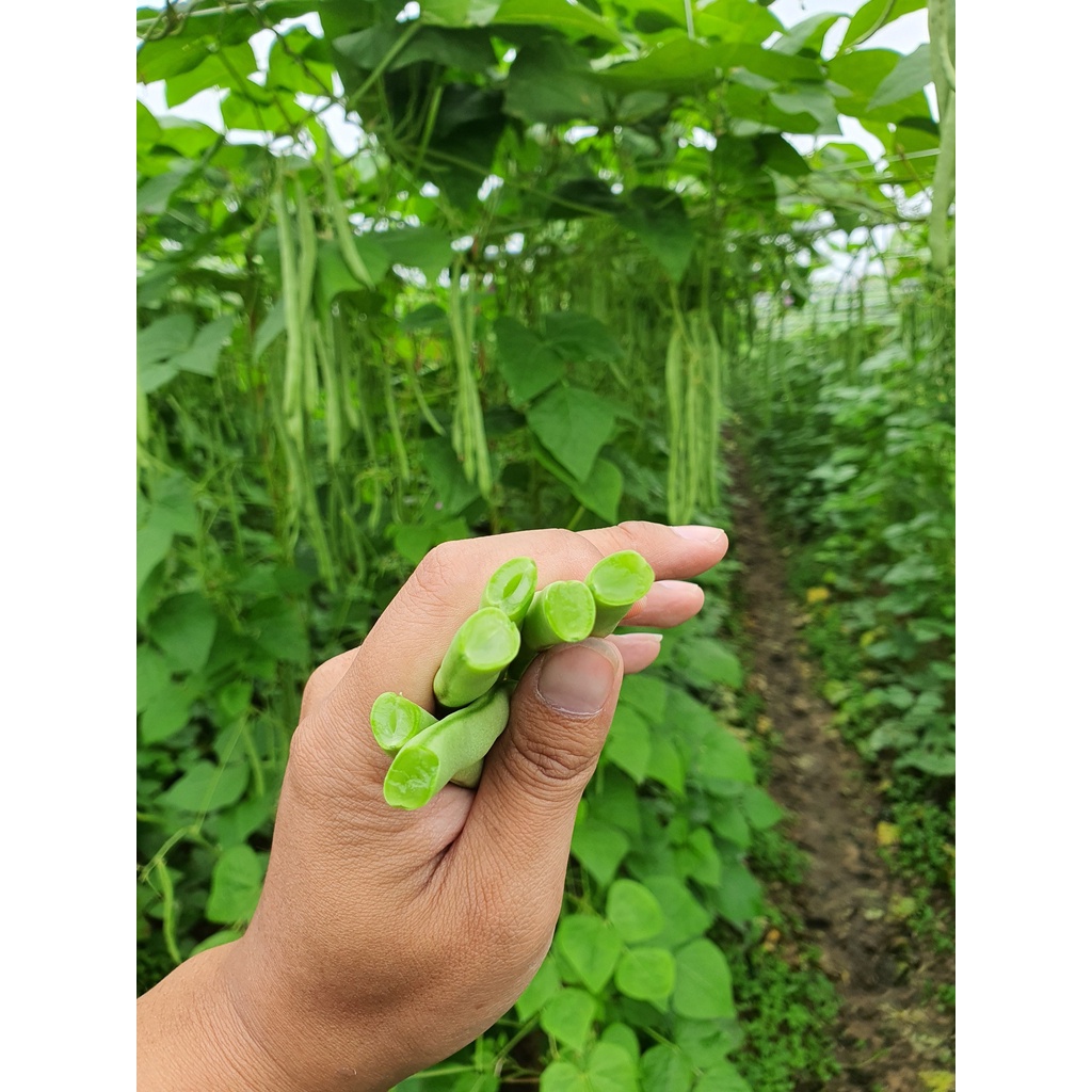 Hạt giống Đậu Cove cao sản VA.799 Hạt nâu hoa tím 400 gam