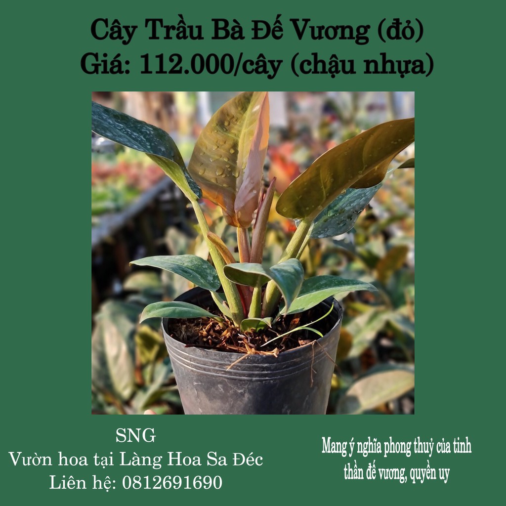 Trầu Bà Đế Vương -  (Màu: Vàng, Đỏ; chậu nhựa) - Kiểng lá phong thủy, trồng trong nhà - Giá Tốt