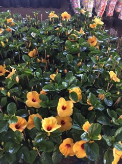 Cây râm bụt (cánh đơn)