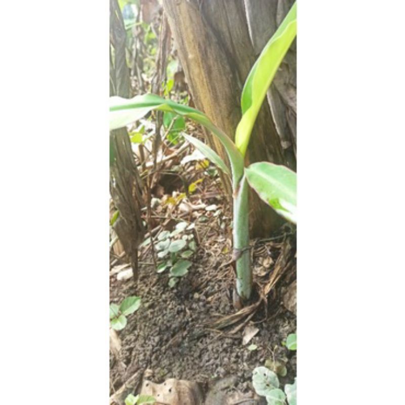 Cây Chuối Sáp Nghệ Giống cao 50cm