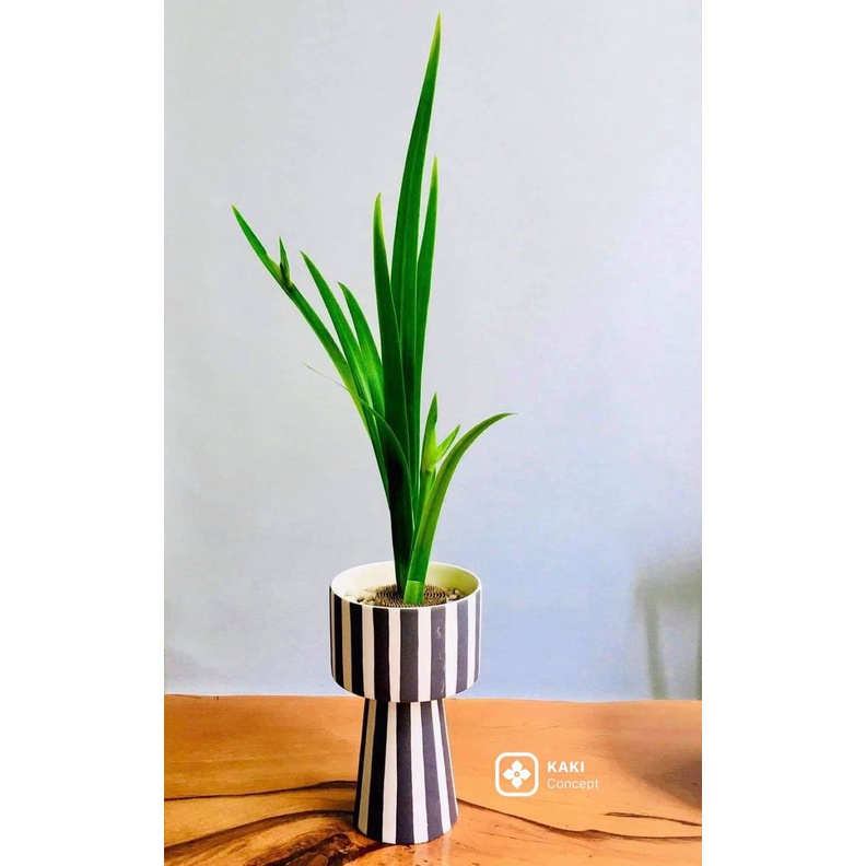 Chậu cây trồng sen đá, xương rồng - Chậu cây đẹp KAKI Concept