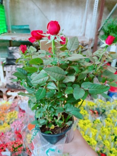 Chậu hoa hồng