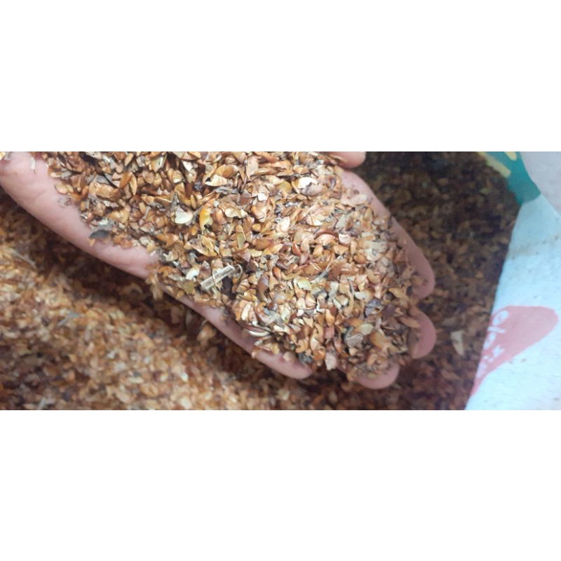 250 gram hạt bằng lăng tím giống