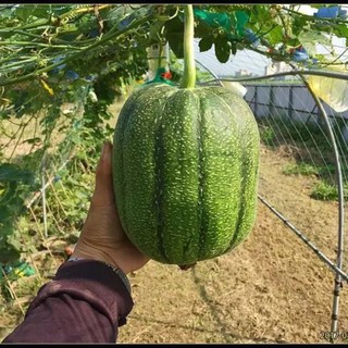 Hạt Giống Mướp Táo