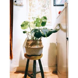 Chậu cói trồng cây size 30 cm