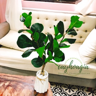 Cây Giả - Cây Bàng Singapore 75cm( không kèm chậu)