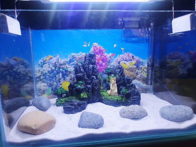 COMBO HỒ CÁ TRANG TRÍ SẴN 1 NÚI 24X15X15CM