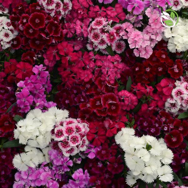 Hạt Giống Hoa Cẩm Chướng Nhiều Màu Phú Nông - Gói 10 hạt - Dianthus Full Mix