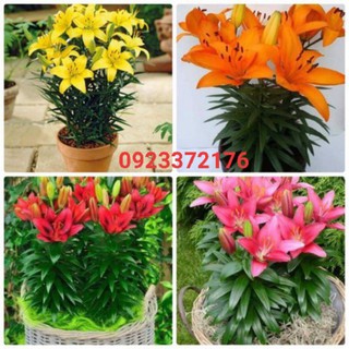 Củ Hoa Ly Đủ Màu - Chuẩn Giống Hà Lan to đẹp dễ trồng