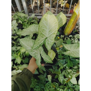 Cây trầu bà trắng (cây tróc bạc)