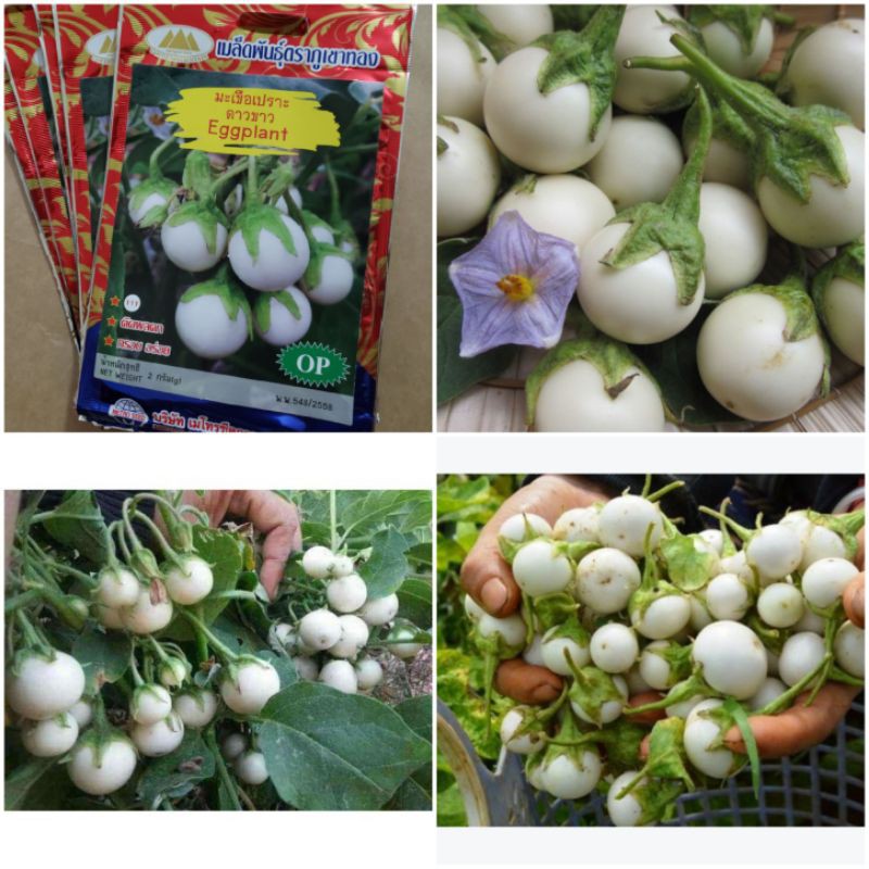 2 gram - Hạt giống cà pháo trắng F1 cao sản Thái Lan