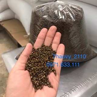 Combo 6kg hạt muồng xuất khẩu loại 1