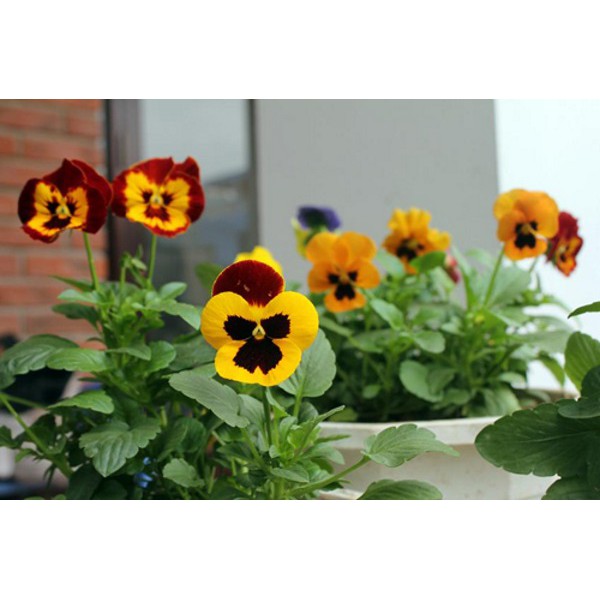 Hạt Giống Hoa Pansy/ Hoa Cánh Bướm Mix Nhiều Màu  -