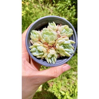 sen đá Hải ly Hồng bạc tròn