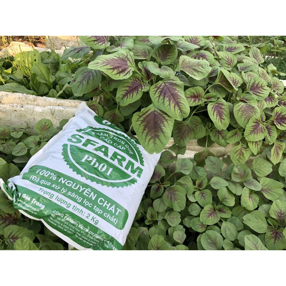 Phân Trùn Quế Nguyên Chất Sfarm  Pb01 Đặng Gia Trang Đã Xử Lý Không Mùi, Cải Thiện Độ Mùn, Cân Bằng Ph