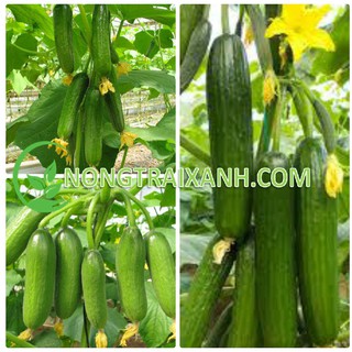 50H - HẠT GIỐNG DƯA CHUỘT CHÙM SIÊU QUẢ