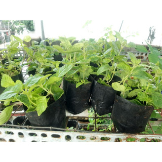 4 BẦU CÂY GIỐNG SƯƠNG SÁO(nhiều ngọn để nhân giống)