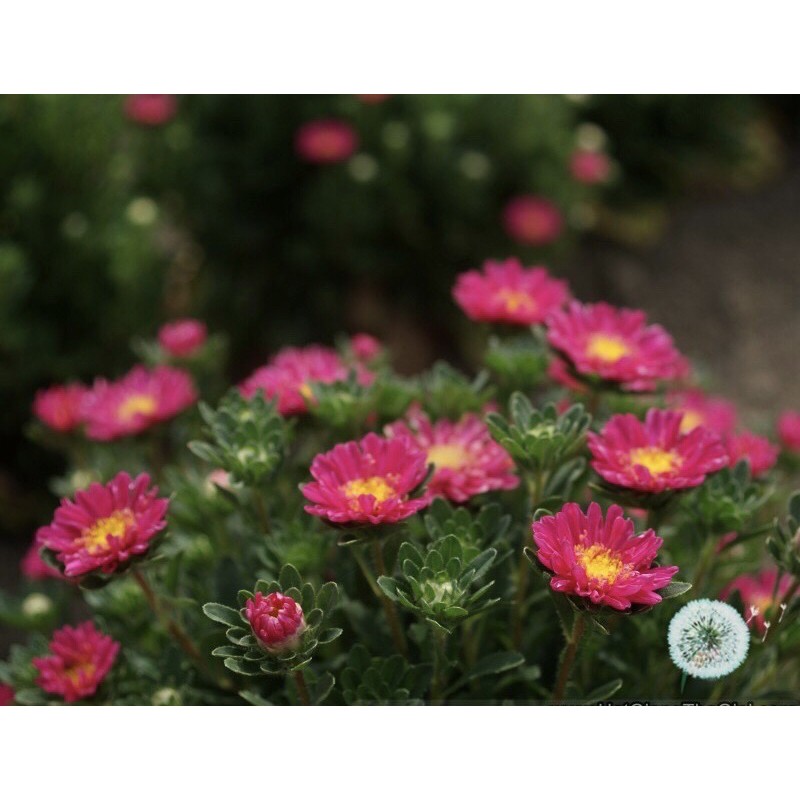 Hạt Giống Hoa Cúc Mâm Xôi Nhiều Màu| SL: 50 HẠT