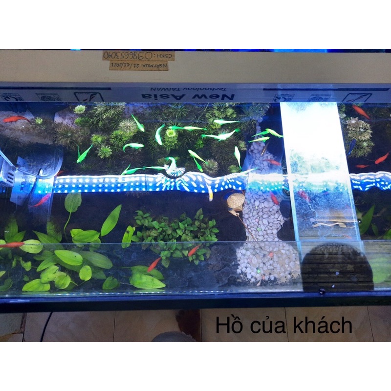 Đèn hồ cá thủy sinh 12v, máng nhôm, 2 dãy xanh dương + 1 dãy trắng