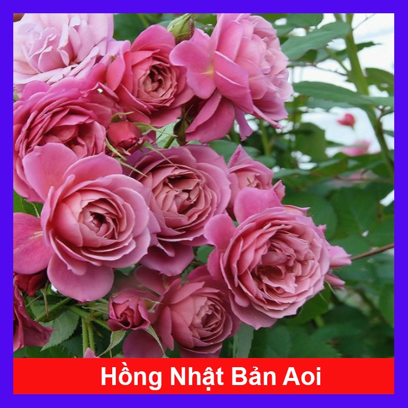 Hoa Hồng Nhật Bản Aoi