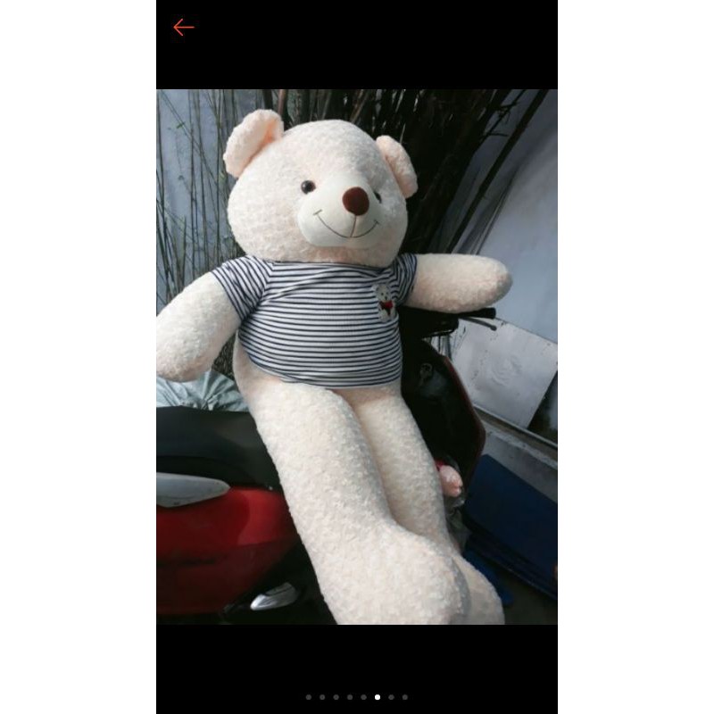 Gấu bông teddy khổ 2m ( nhiều màu)