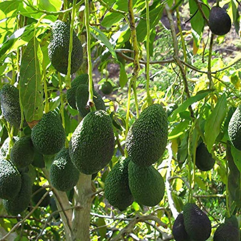 Cây Bơ Giống Da Sùi ( cây ghép siêu sớm )