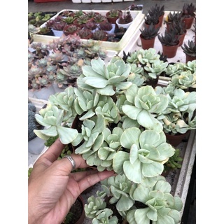 Sen đá Bèo Var 18cm