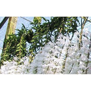 Giả hạc Hawaii trắng chai 25 cây