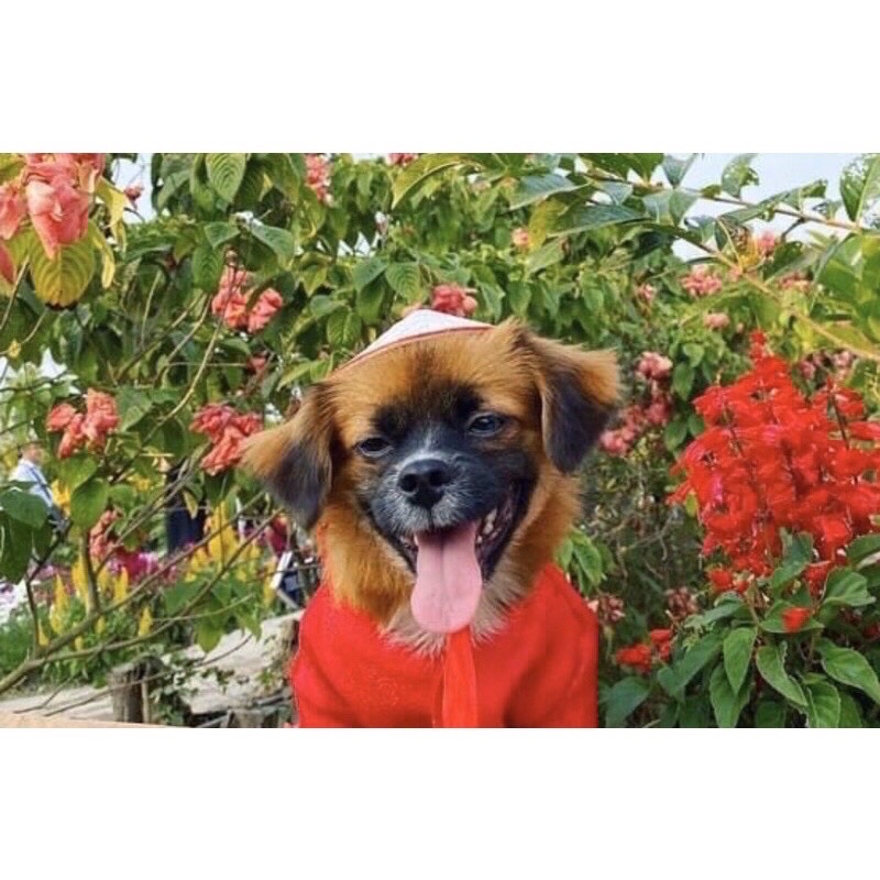 Nón Lá Việt Nam Cho Thú Cưng Chó Mèo