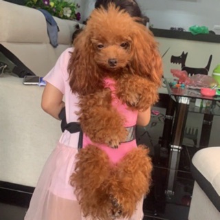 Địu cho chó mèo và thú cưng cao cấp