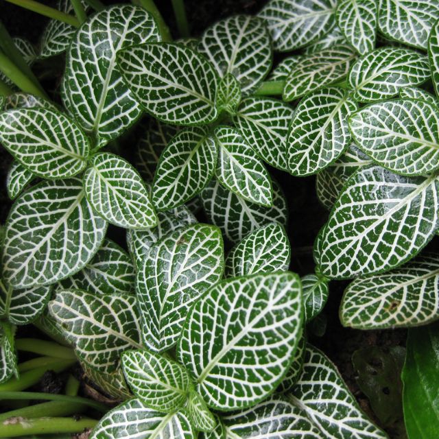 Chậu lá may mắn