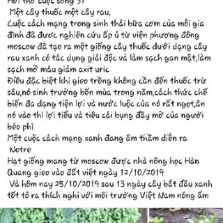Hạt giống cây rau La Bặc - LBNga