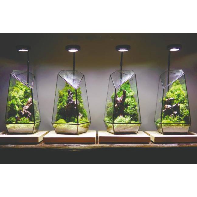 Bình thủy tinh Terrarium đa giác (Tặng kèm hít kính)