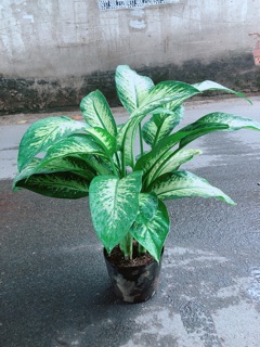 Vạn Niên Thanh Size Lớn