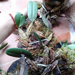 hoa phong lan vảy rồng thuần vườn