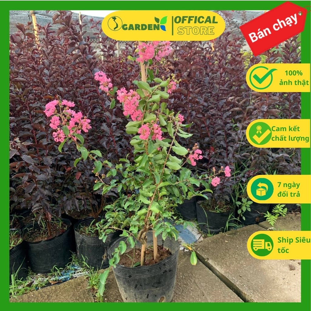 Tường vi hồng cao 60-70cm, Tường vi huyết long cao 80-90cm  hoa mùa hè