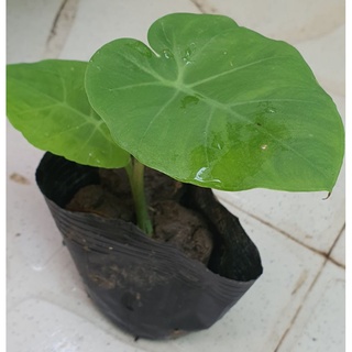 Cây dọc mùng